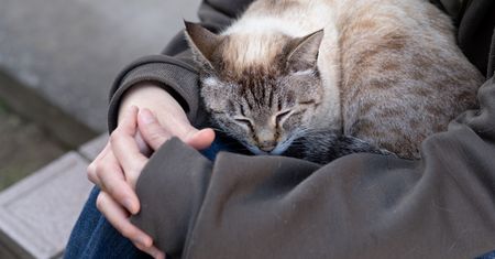 Kot zasypia na tobie? To nie przypadek