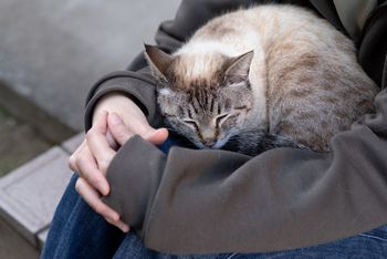 Kot zasypia na tobie? To nie przypadek