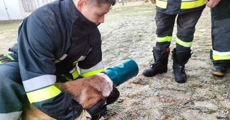 Pies chciał tylko wylizać resztki. Skończyło się interwencją strażaków
