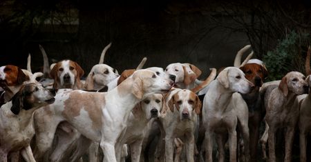 200 psów uratowanych z rzeźni w Chinach. Wkrótce zaczną nowe życie