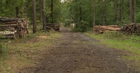 Grzybów w lasach zatrzęsienie, samochodów też. A taki postój może słono kosztować