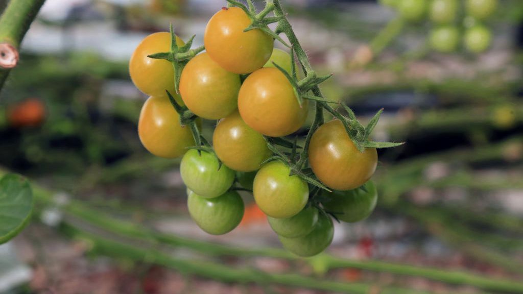 Toksyczne produkty, których powinniśmy unikać. Mogą wywołać zatrucie pokarmowe, a nawet paraliż