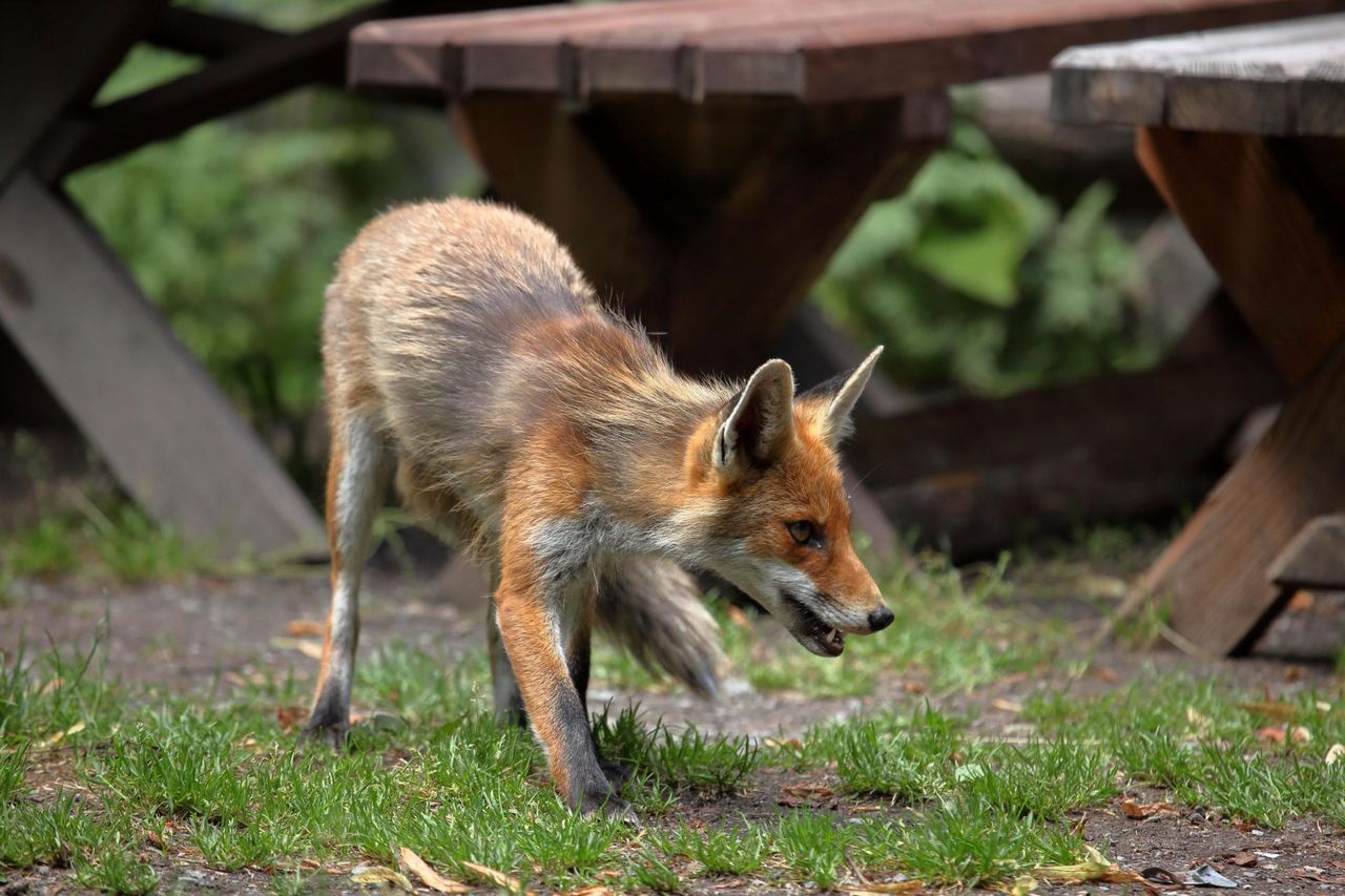 Jak groźna jest wścieklizna?