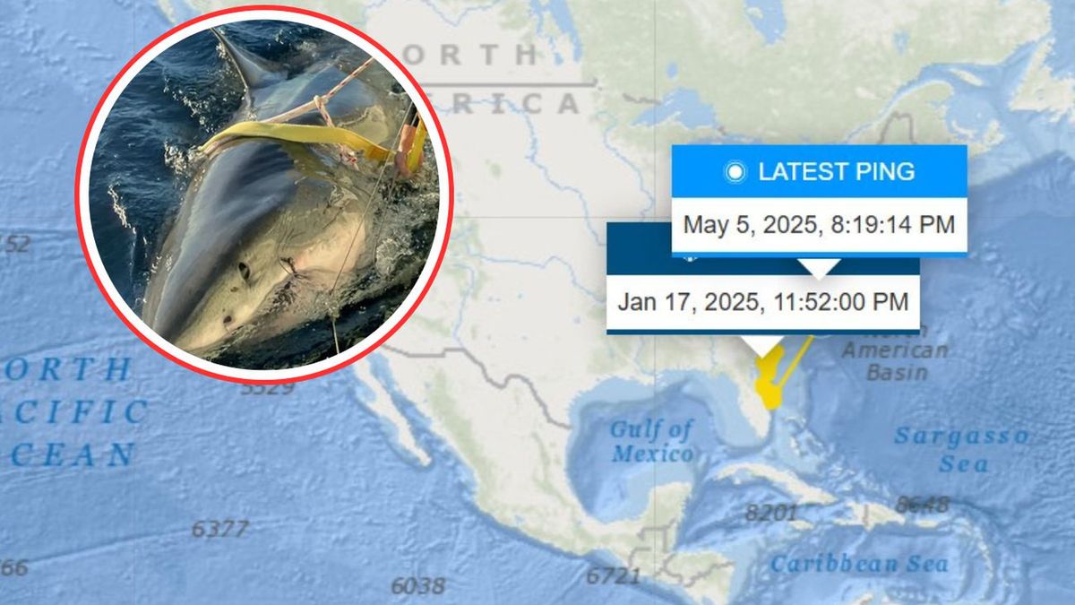 ponownie pojawił się u wybrzeży Florydy