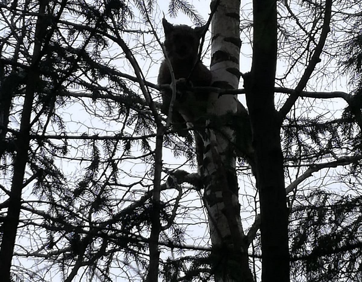 Leśnicy pokazali zdjęcie rysia na drzewie