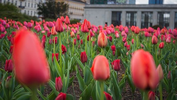 Warszawa. W stolicy zakwitną m.in. tulipany