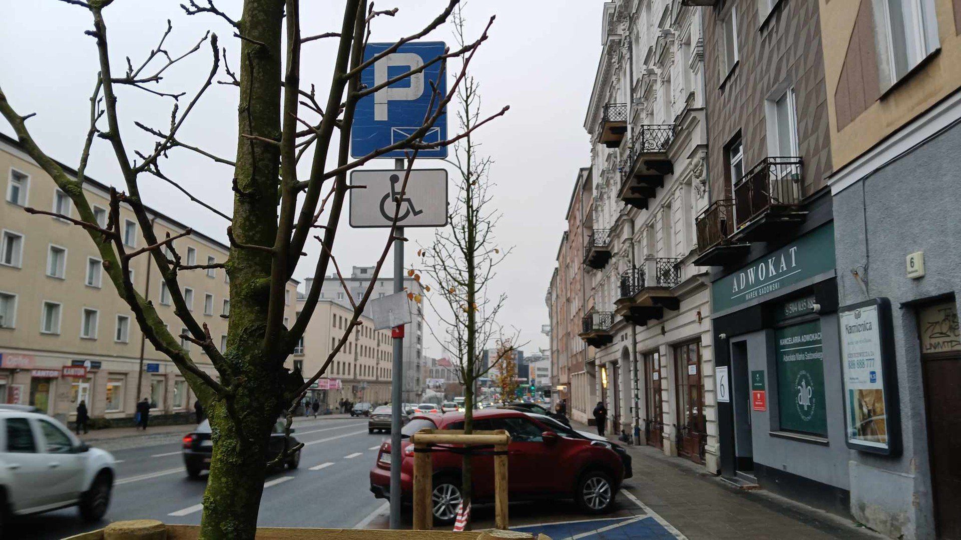 Nowe nasadzenia zieleni wzdłuż ulicy Sienkiewicza