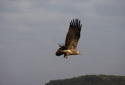 Orzeł zapolował na czworonoga. Hodowcy psów z południa Polski ostrzegają