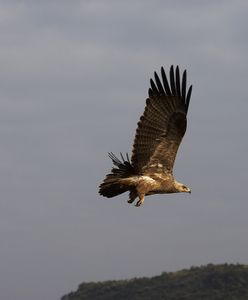 Orzeł zapolował na czworonoga. Hodowcy psów z południa Polski ostrzegają