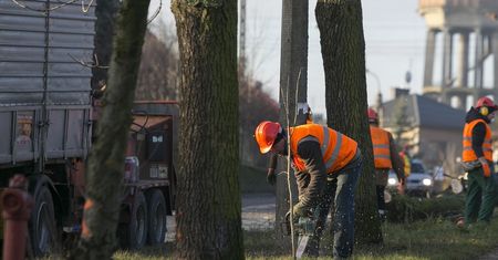 Wycinka drzew. Zmiany w Lex Szyszko na najbliższym posiedzeniu Sejmu