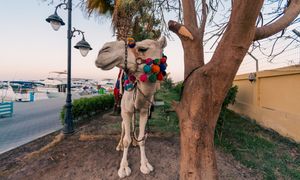 Ogromny problem w Egipcie. Jest pomysł jak zapobiec kolejnym tragediom