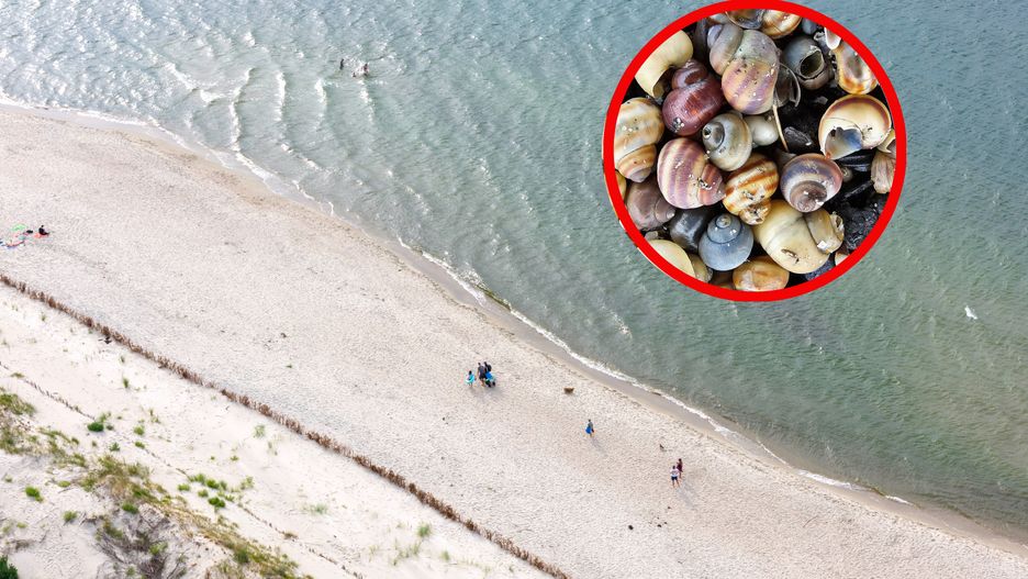 Podczas spaceru plażami można natknąć się na różne cudowności