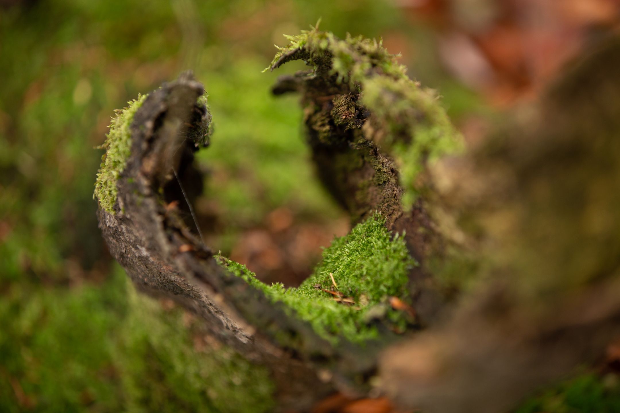 Canon EF 70-200 mm f/2.8L IS III USM - odświeżona wersja świetnego obiektywu [test] 16