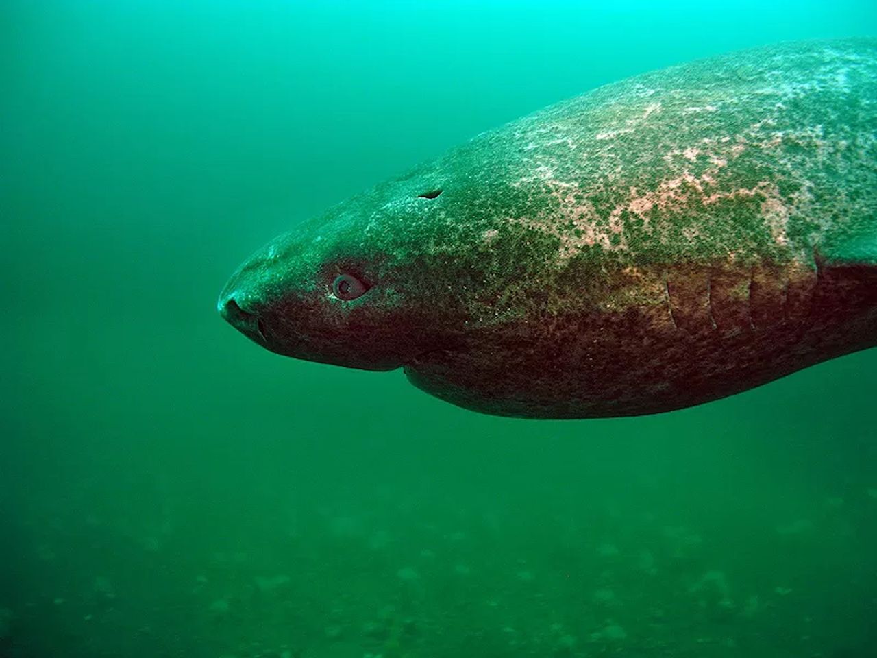 Polar shark discovered in an unusual place. It can live up to 400 years old