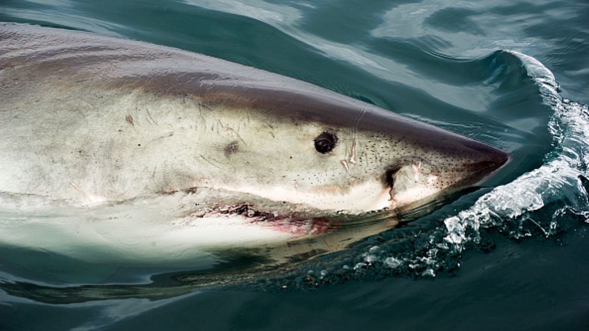 Czy zaginiony surfer padł ofiarą niebezpiecznego rekina?