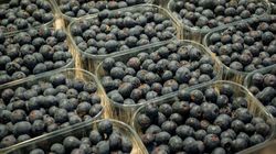 Cena borówek to nawet 85 zł za kilogram. Sprzedawcy podają powód