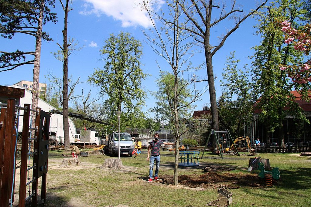 Śląskie. W Parku Słowackiego w Bielsku-Białej pracownicy magistratu zasadzili kilkanaście bardzo dużych drzew. 