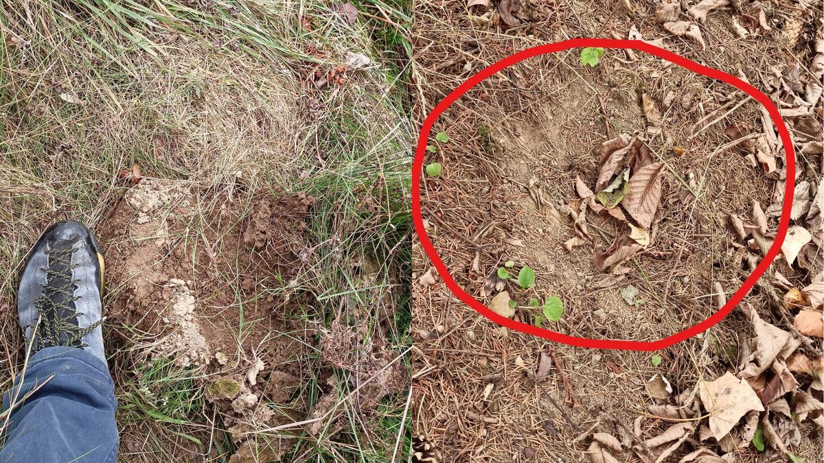 Ślady niedźwiedzia w mieście