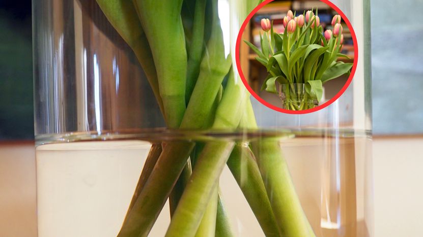 Prosty trik na przedłużenie trwałości tulipanów