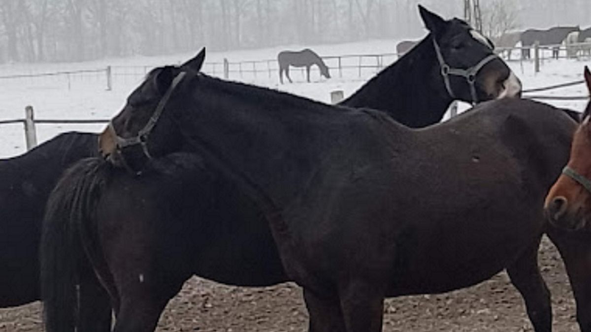 Stadnina w Janowie Podlaskim