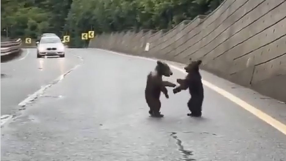 Sieć obiegło wideo, na którym widać walczące niedźwiadki