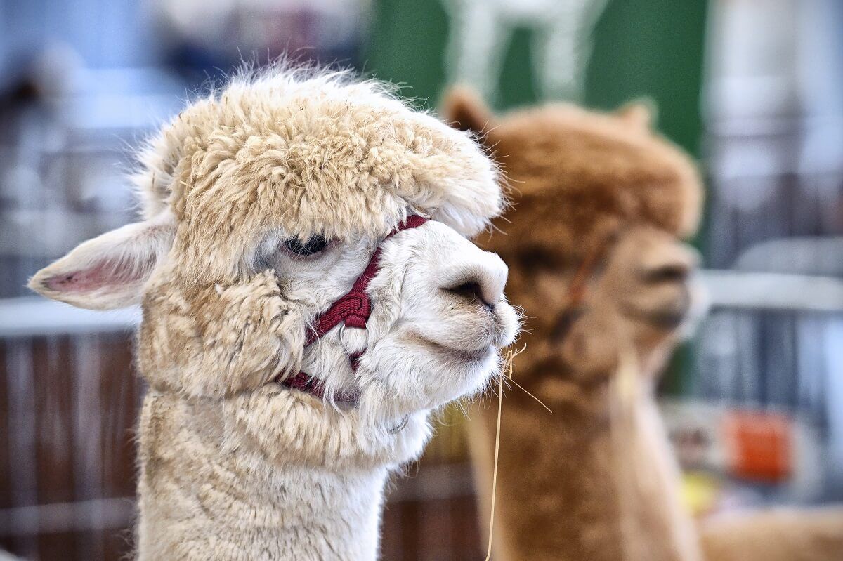 Alpaki