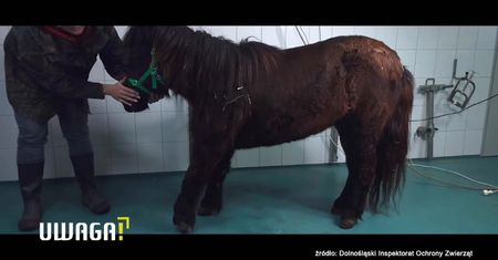 Odebrali zwierzę z posesji nadkomisarz policji. “Bulwersujące, że musimy podejmować interwencje wobec takich osób”