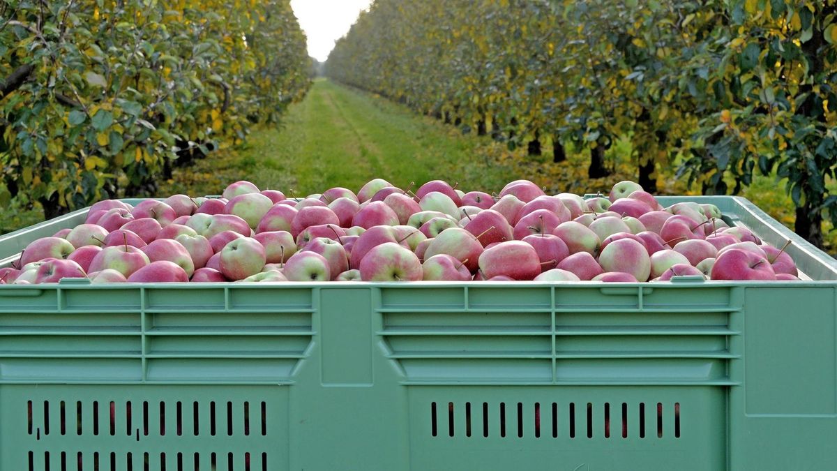 W 2016 r. w Biedronkach sprzedano 66 mln kg jabłek