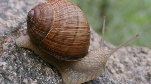 Slow food,city,turyzm - przeciwieństwo przyspieszenia współczesnego świata, czy kolejna moda? 1