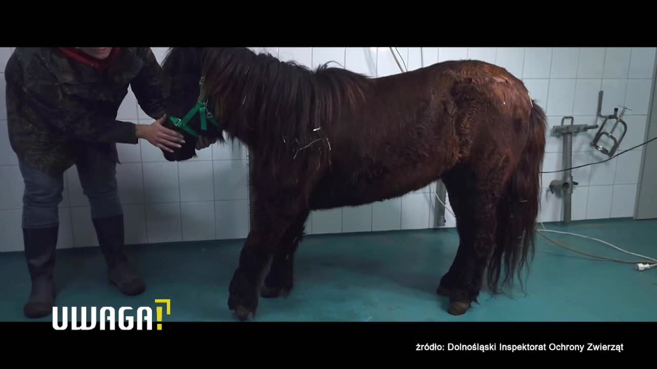 Odebrali zwierzę z posesji nadkomisarz policji. “Bulwersujące, że musimy podejmować interwencje wobec takich osób”