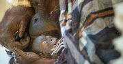Poruszające zdjęcia małego orangutana i jego matki pokazują moc rodzicielstwa
