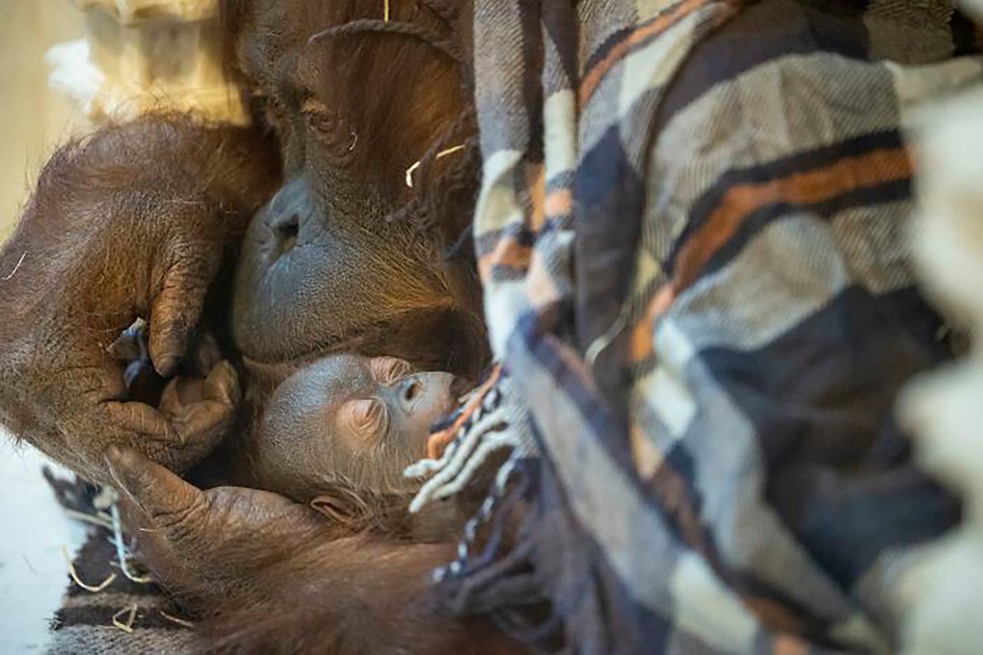 Poruszające zdjęcia małego orangutana i jego matki pokazują moc rodzicielstwa 1