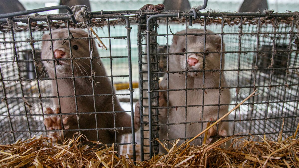 Rolnicy chcą zmian ws. hodowli zwierząt futerkowych
