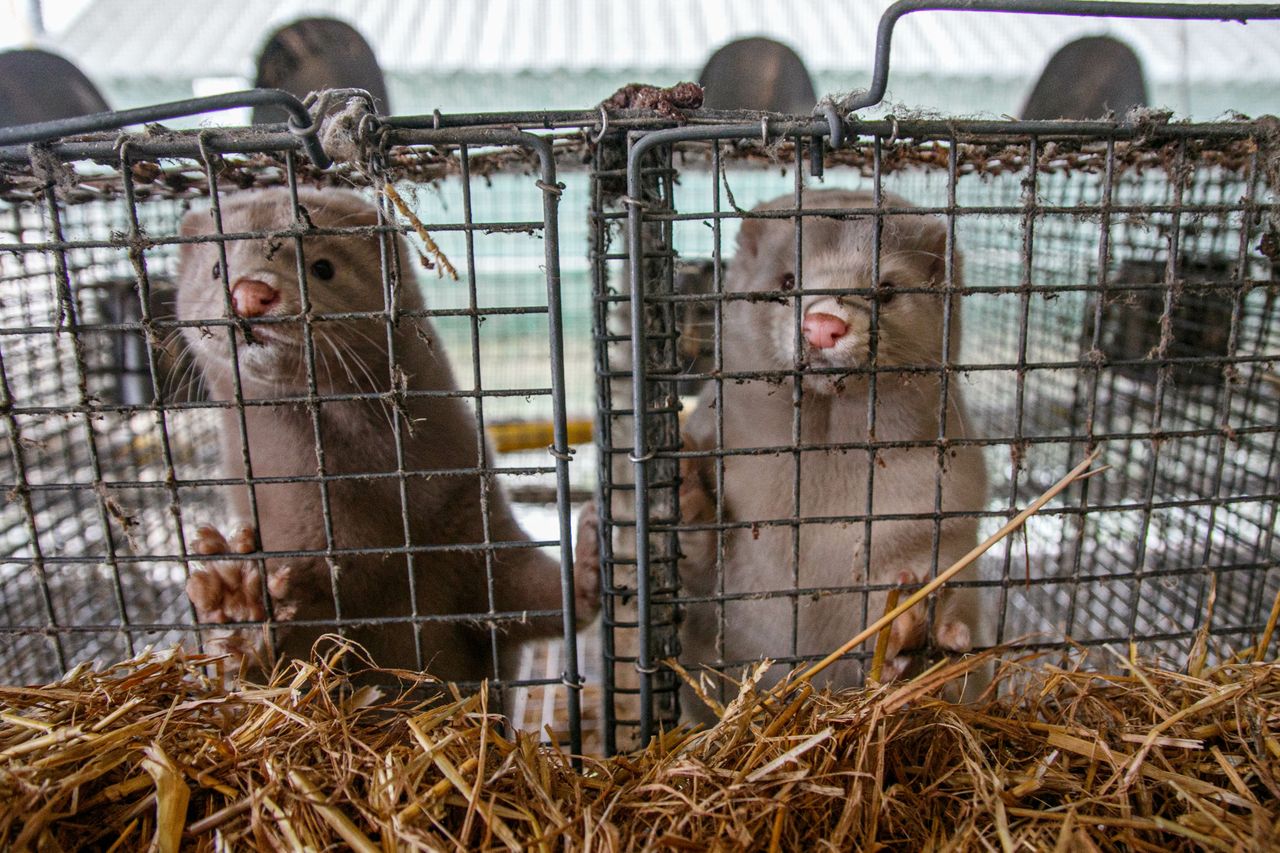Rolnicy chcą zmian w hodowli zwierząt futerkowych. "Będziemy ostro stawiać na rozwój"