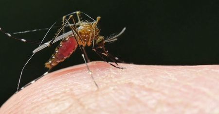 Ocet na komary i pająki. Skuteczna mikstura na odstraszenie owadów (WIDEO)