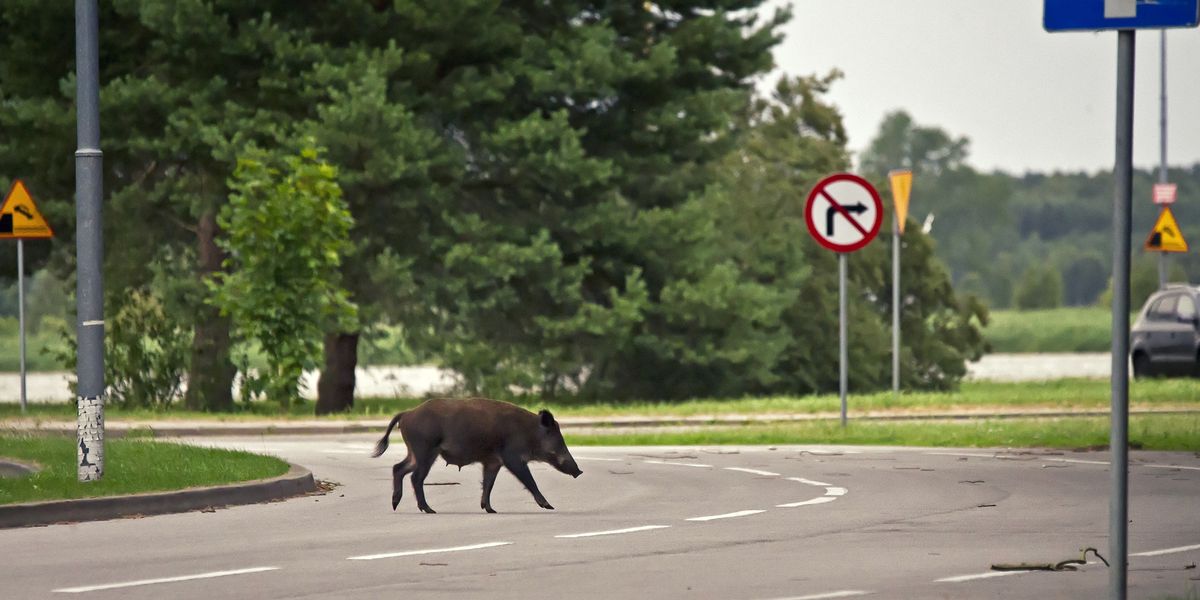 Dziki na ulicach europejskich miast to coraz częstszy widok (zdjęcie ilustracyjne)