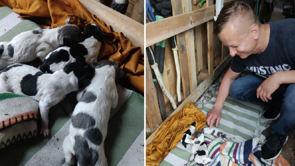 Uratowane szczeniaki