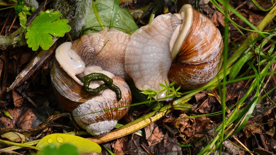 Jak się pozbyć ślimaków?
