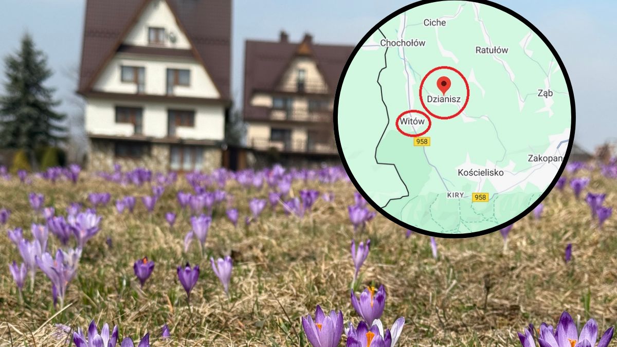 Gdzie obejrzeć krokusy? Nie tylko w Dolinie Chochołowskiej