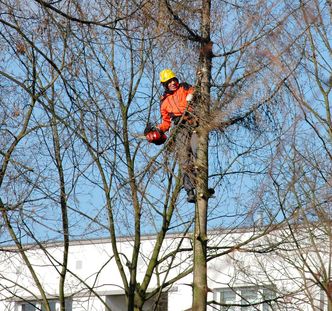 Posłowie PiS złożyli projekt nowelizacji Lex Szyszko