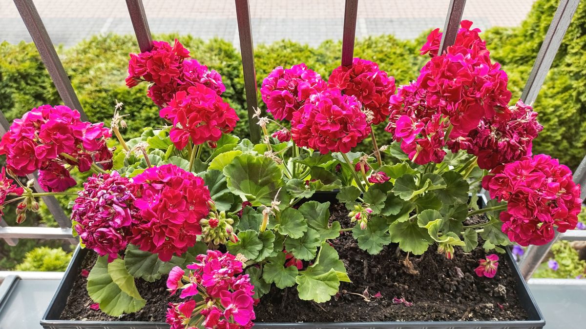 Flowerpot with blossoming geraniums stands on the balcony.
Flowerpot with blossoming geraniums stands on the balcony.
PATSTOCK
