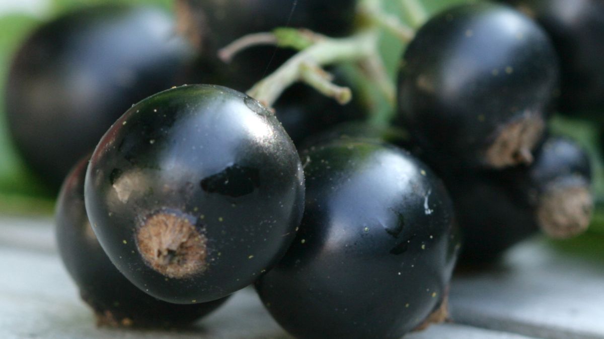 Czarna porzeczka to źródło witaminy C 