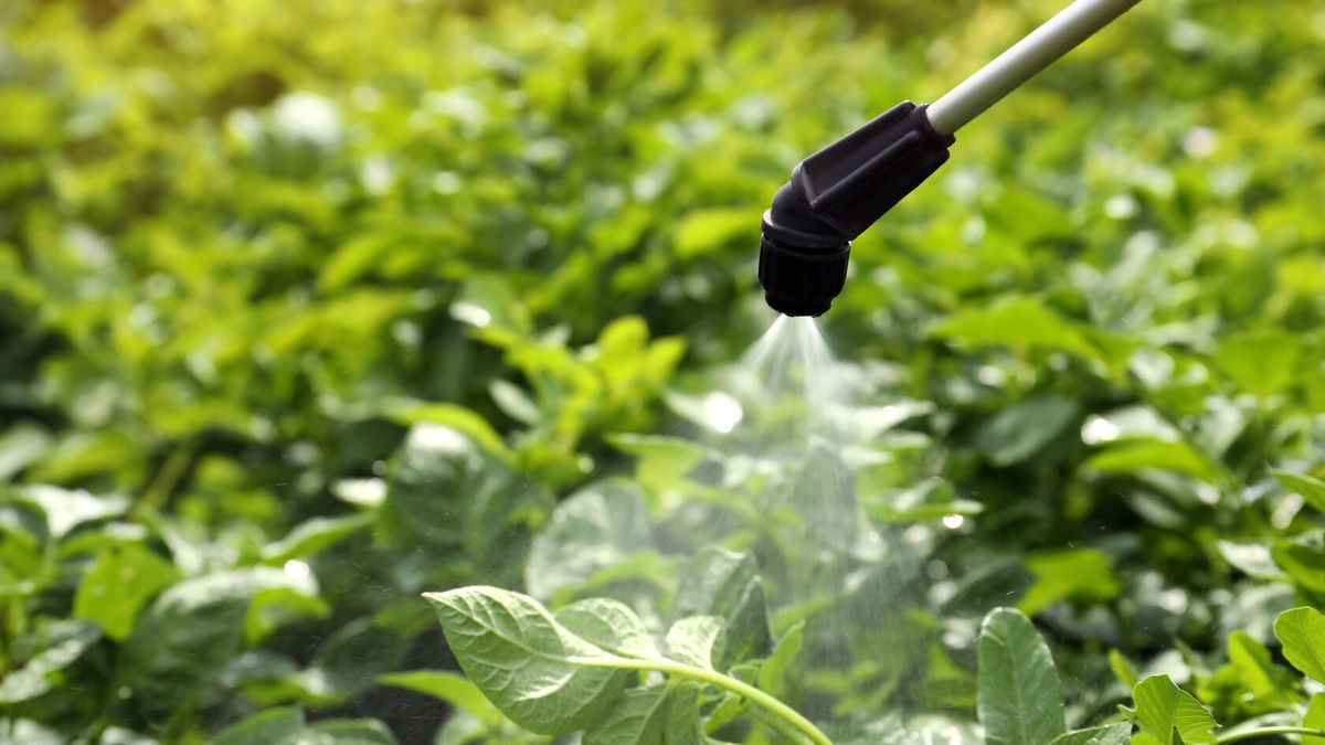 Jak chemikalia oddziałują na bakterie jelitowe?