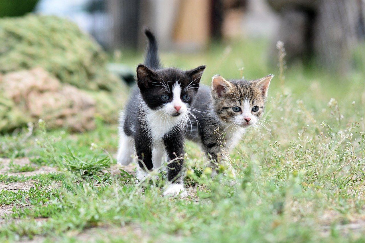 15 pytań o koty. Krzyżówka dla prawdziwych miłośników zwierząt