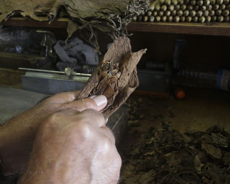 Kubańskie cygara w opałach. Pogoda i słabe zbiory przyczynami kłopotów w produkcji