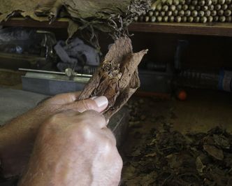 Kubańskie cygara w opałach. Pogoda i słabe zbiory przyczynami kłopotów w produkcji