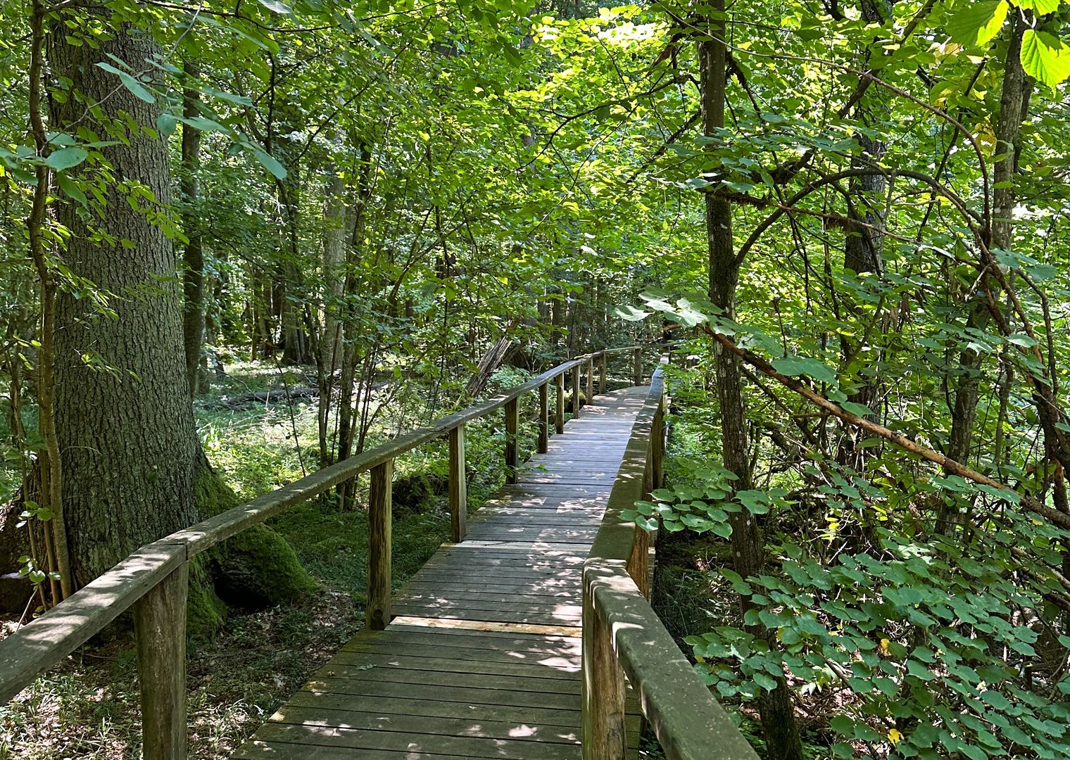 Puszcza Białowieska to jedyny las naturalny w Europie