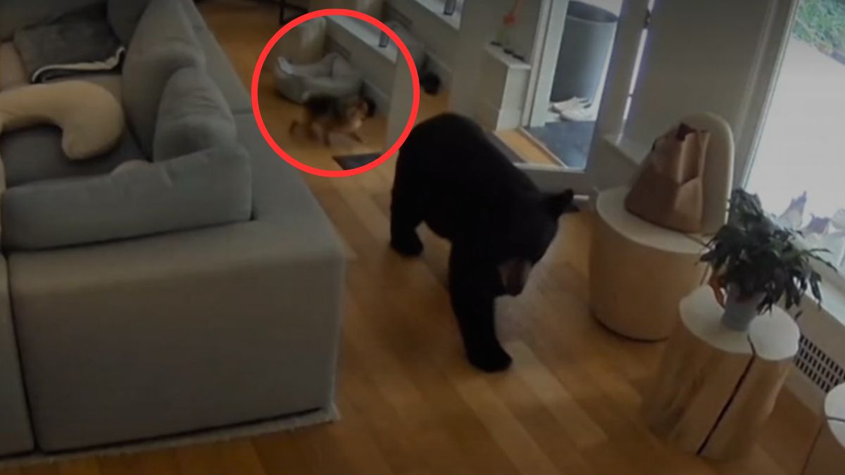  Szpic miniaturowy przegonił niedźwiedzia z mieszkania 