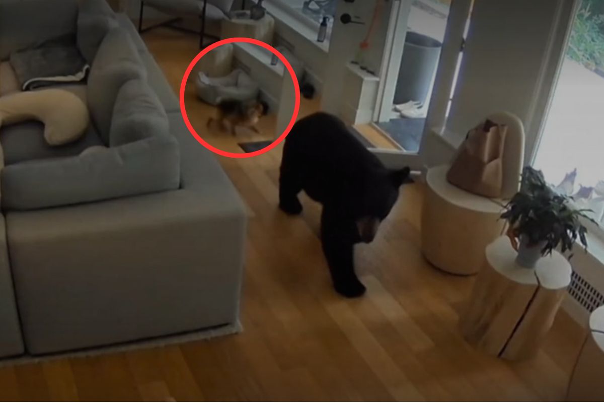 Oto co mały pies zrobił z niedźwiedziem. Nagranie z Kanady podbija sieć