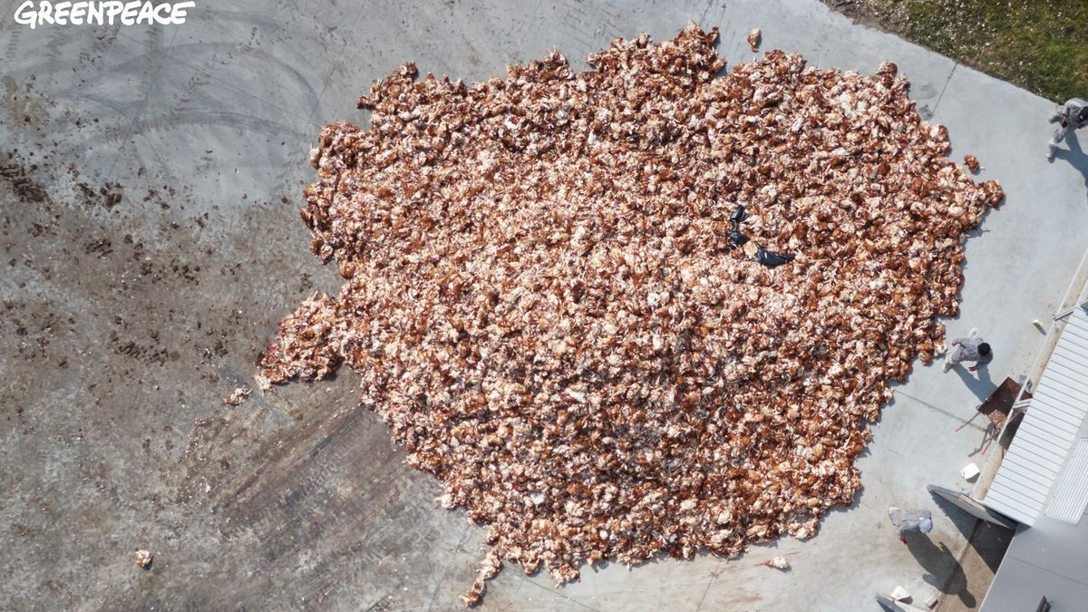 Choroba wybija miliony ptaków na polskich fermach